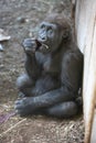 Moutain Gorilla baby eating cabbage Royalty Free Stock Photo